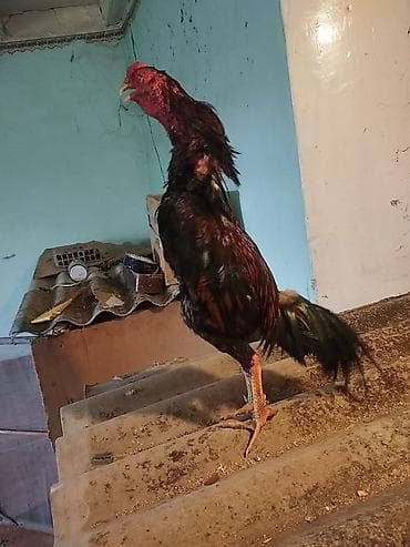 gəncə toyuq satan: Məhsul: Uzunboyun, iri cüssəli xoruz Təsvir: - Tip: Yerli döyüş/Asil — 4