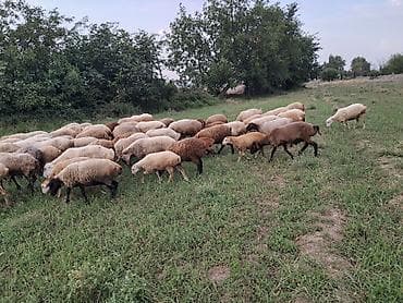 metis qoyun: Qoyun sürüsü satılır - Növ: yerli qarışıq cins ana qoyunlar və — 3
