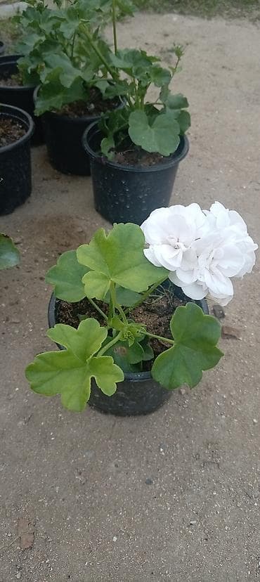 xlorofitum bitkisi: Saksıda sardunya (pelargonium) fidanları - Növ: Pelargonium — 5