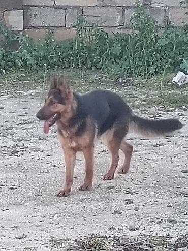 golden it cinsi: Alman çoban iti, 6 ay — 6