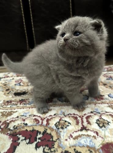 pitbull balaları: Şotland yastı qulaq — 3