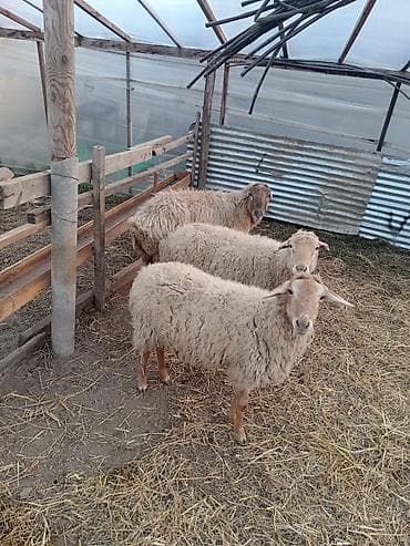 tap az alabay: Dişi, Qala, il: 1, 50 kq, Damazlıq, Ünvandan götürmə — 1