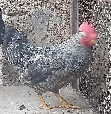 Gəmiricilər: Məhsul: Xoruzlar (2 ədəd) 1 ədəd 25 manat Təsvir: - Fotoşəkillərdə iki — 2