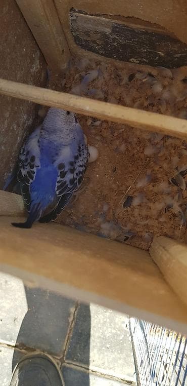 hind quşu cucesi: Papugaylar saglam guslar 6 ayfan yuxari — 2