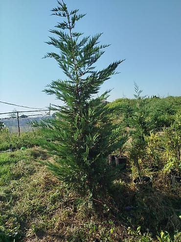 - Məhsul: Həmişəyaşıl iynəyarpaq ağacı (Thuja/Cypress tipli dekorativ