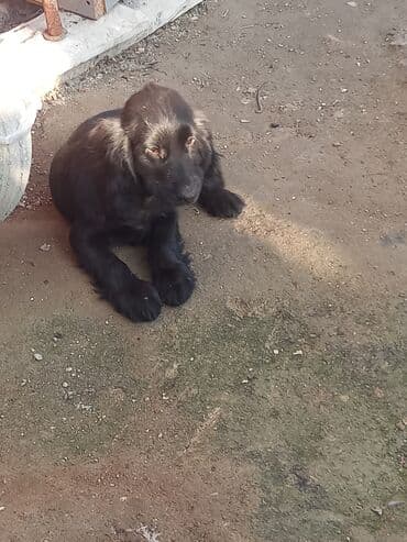 купить щенка кане корсо: Кокер спаниель, 3 месяца, Самец, Самовывоз — 5