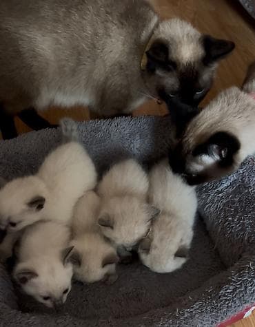 Siam, Erkək, Dişi — 1