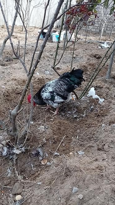 gərəf quşu: Digər quşlar — 1