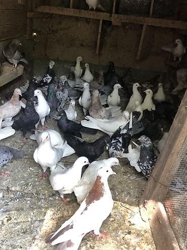 Salam aleykum Qardaşlar 700 yaxın heyvan var toplu şekilde satıram lalafo.az -da Salam aleykum Qardaşlar 700 yaxın heyvan var toplu şekilde satıram