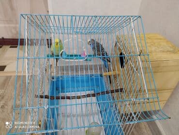Yataqlar: Salam. qəfəs və iki ədəd erkək dişi tutuquşu birlikdə. qiymət sondur — 4