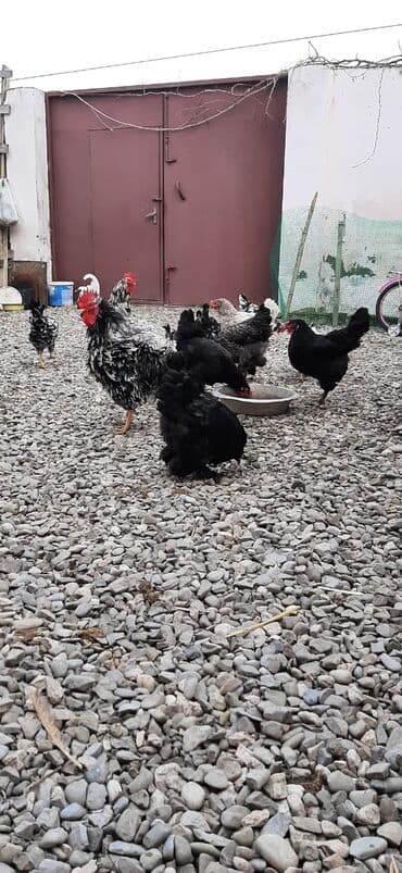 korella quş: Bu toyuqların yumurtaları sifarişlə yığılıb satılır öz həyətimdədi — 2