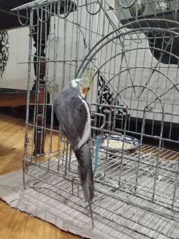 Nymfa (cockatiel) tutuquşu Şərait Olmadigi ucun satilir Sadece Vp - — 3