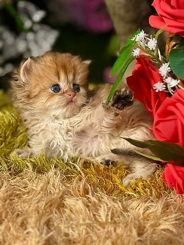 it adlari disi: Cins pişik balası – uzun tüklü, qızılı-şabalıdı rəng palitrası, yumşaq — 6