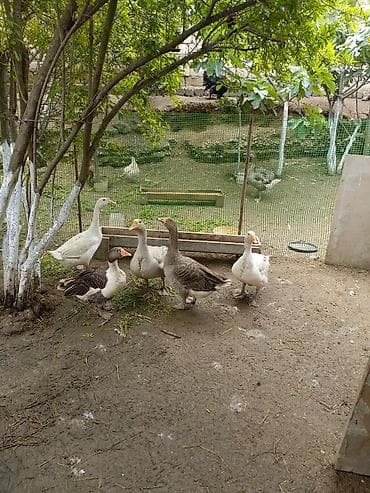 itlerin satisi 2017: Salam 8qazdi .1xoruzdu 40 manat .1lindadi yumurtlayir qalan 6si yerli — 4