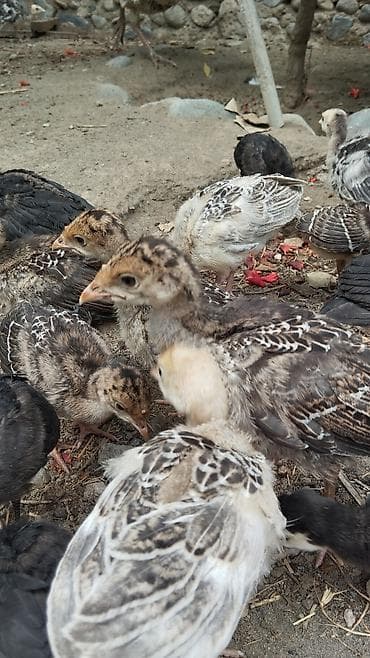 col quşu: 1 aylıq balalardı tam sağlamdı sağlamlıqlarına cavabdehəm 18 denedi — 2