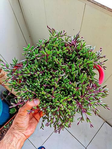 gozel heyet gulleri: Othonna capensis “Ruby Necklace” (sukkulent, asılı forma) - Növ — 3