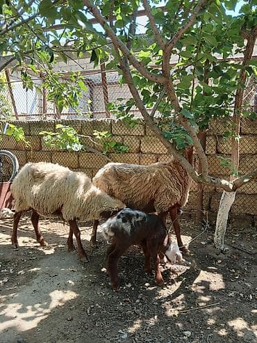 it bala: Qoyun və quzular – təsərrüfat üçün - Şəkillərdə ana qoyunlar və — 9