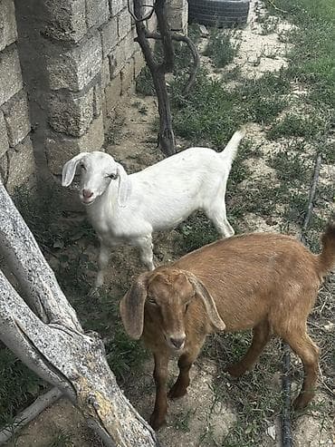 ev piwikleri: Məhsul: Ətli Südlü Keçilərin Qarışığı 6-7 Aylığ Əlaqə Nömrəsi +994 70 — 1