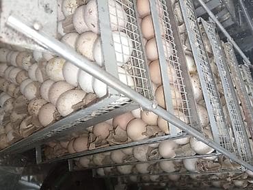 sut: Lisa qaz yumurtası mayalı,hundişqa bronz yumurtası,mayalı astroloq — 4