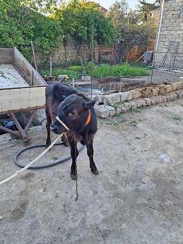boğaz inək: Dana, buzov, Erkək, ay: 6, Ətlik — 1
