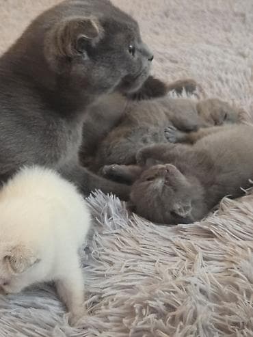 super alabay kl: Şotland — 9