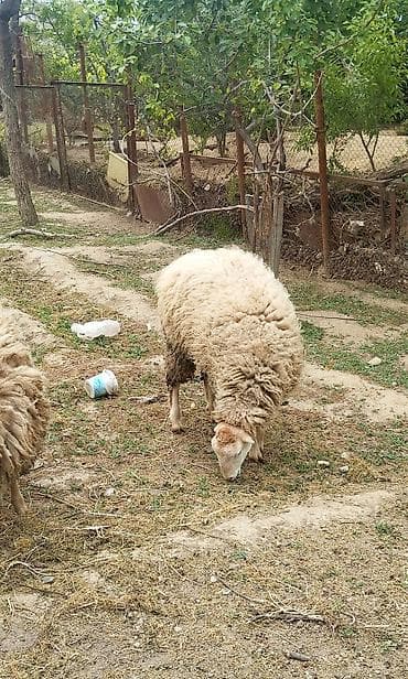 bildircin satisi tap az: Dişi toğlular satilir 11 ayliqdilar tam sağlamdilar.Her biri 350 — 3