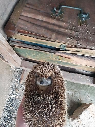 yumurta latoku: Kirpi – bağ üçün zərərvericilərə qarşı təbii “mühafizəçi” - Gecə — 4