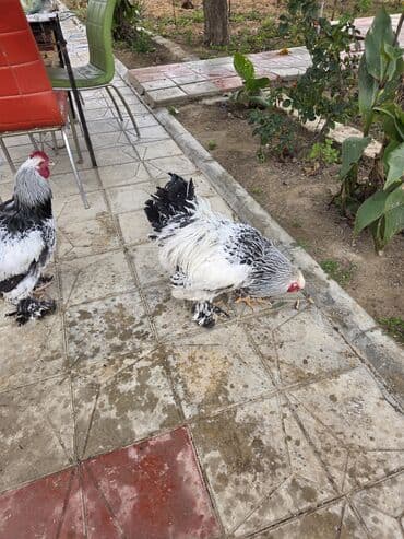 Qoyunlar, qoçlar: Brama 6 aylıq cüt 80 mamat tək 50 manat ünvan hövsan — 5