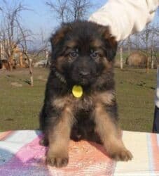 alman afçarkası satışı: Alman çoban iti, 2 ay, Peyvəndli — 3