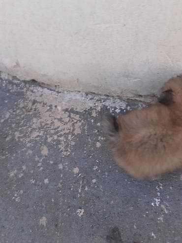 heyvanlar: 300m razlşma var kdaxanda atas şeklin qomşam — 4