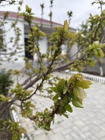 hamam mebelleri: 🏡 Bakı şəhəri, Yeni Ramana qəsəbəsində həyət evi satılır Sakit və — 5