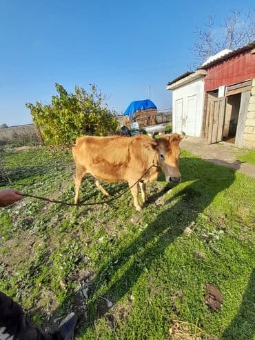 Lüğətlər: Salam fevral ayında doğlamlıdı xəsdə heyvan deyil tam sağlamdı — 3