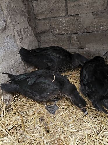 Məhsul: Amerikan sortu təmiz cins qara zümrüd lal ördək 4 aylıq cütü