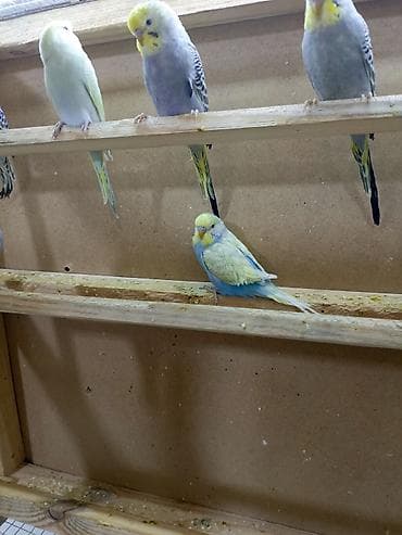 100 l akvarium: 8 quşdu 3 dişi 5 erkək 5i çexdən dönmə 2si rainbow Optavoy 15m Ünvan — 4