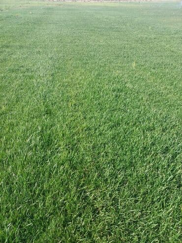 Canlı rulon qazon super göm göy əlaqə saxlaya bilərsiz