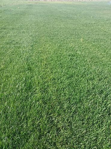 Rulo qazon (canlı çəmən örtüyü)