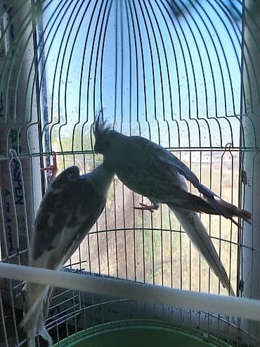 qumru quşu vikipediya: Nimfa (cockatiel) cütü – boz-ağ rəng çalarlı, başlarında xas quyruqlu — 3