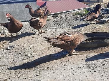 qaz şəkli: Muscovy ördəkləri (indoutka) – qəhvəyi rəngdə sürü - Cins — 5