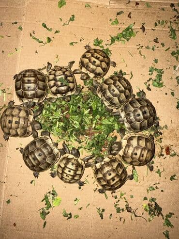 tulku tələsi: Mini quru balaca tısbağalar - Sakit, səs‑küyə dözümlü və asan qulluq — 7