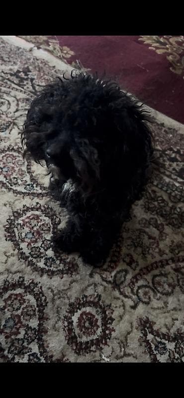 it davasi 2019: 1 il, Erkek, Ünvandan götürmə — 3