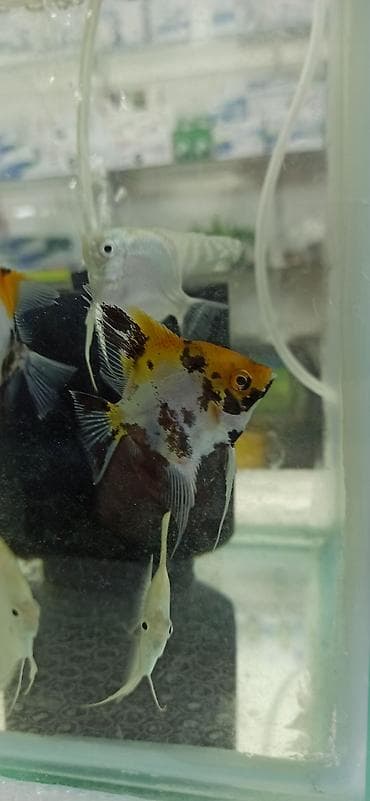 pişik qara: Mələk balığı (skalyari), Sülhsevər — 5