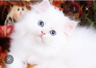 Britan, Dişi, Yaxşı əllərə, Ünvandan götürmə, Ödənişli çatdırılma