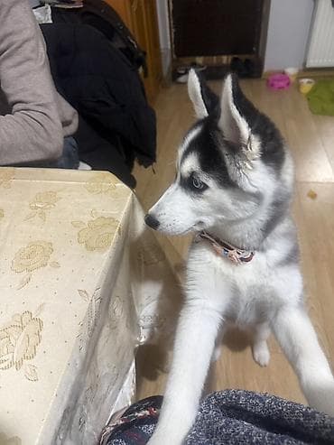 sibir pişiyi: Xaski, 4 ay, Dişi, Peyvəndli, Ünvandan götürmə — 2