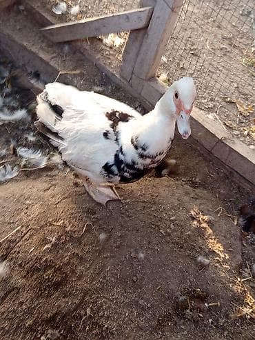 Kənd təsərrüfatı quşları: Erkək, | Lal ördək, Ətlik, Ünvandan götürmə, Ödənişli çatdırılma — 1