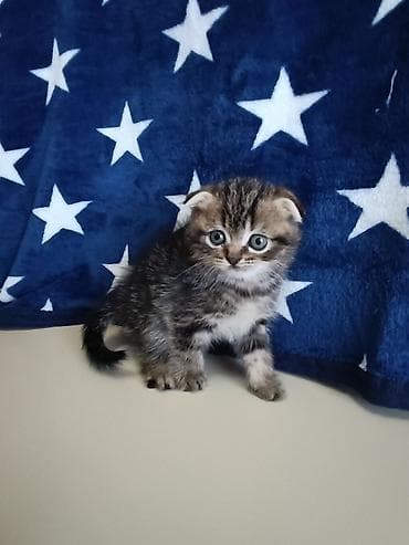 pişik ev: Şotland, Ünvandan götürmə — 1