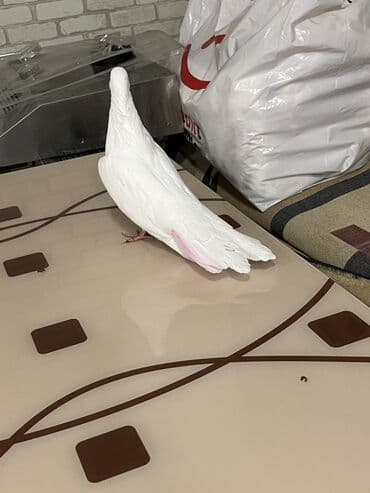 электрическая машинка для стрижки овец: Ağ erkey dizden çıplaq nazik uzun sallaq qenet — 1