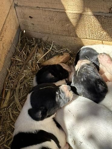 alman afcarkasi haqqinda: Orginal İngilis pointer ov iti sağlam balalardır 9dənə idi 4ü qalıb — 3