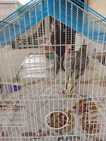 енот в баку купить: Razılaşma yolu ilə 4 ədədi qəfəslə yem birlikdə verilir — 1