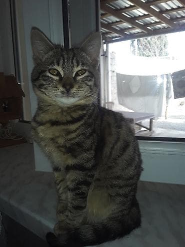 pişiyler: Tabbi, Erkək — 1