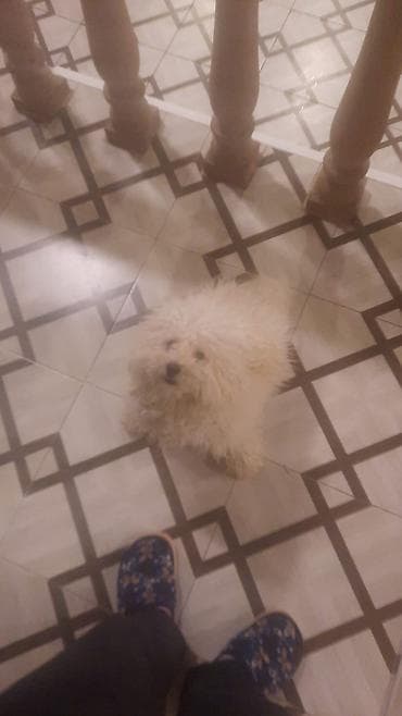 Pudel, 1 il, Erkek, Peyvəndli, Ödənişli çatdırılma lalafo.az -da Pudel, 1 il, Erkek, Peyvəndli, Ödənişli çatdırılma